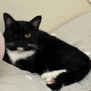 Rescue Domestic Short Hair Cats for Adoption in Columbus, Ohio - Killian | PetCurious