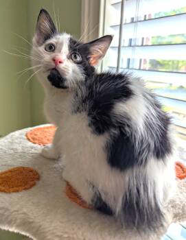 Brisket -  Domestic Medium Hair Cat Available for Adoption in Boston, Massachusetts - Brisket | PetCurious