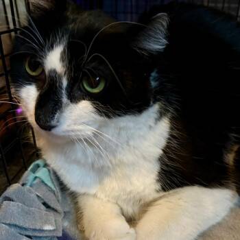 Charley Wilson -  Domestic Short Hair Cat for Adoption in Saint Paul, Minnesota - Charley Wilson | PetCurious