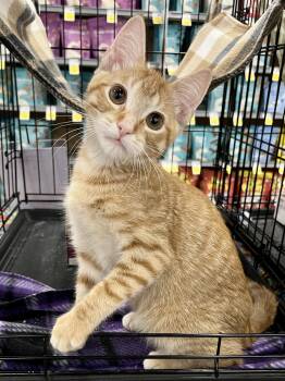 Thomas O Malley -  Domestic Short Hair Cat for Adoption in Schertz, Texas - Thomas O Malley | PetCurious
