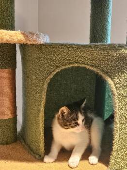 Guievere -  Domestic Short Hair Cat for Adoption in Glenwood City, Wisconsin - Guievere | PetCurious