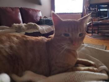 George -  Domestic Short Hair Cat for Adoption in Cortland, New York - George | PetCurious