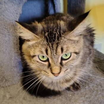 Sabrina -  Domestic Medium Hair and Domestic Short Hair Cat for Adoption in Verona, Wisconsin - Sabrina | PetCurious