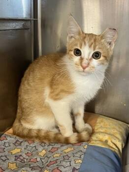 Rescue Domestic Short Hair Cats for Adoption in Houston, Texas - Pipper | PetCurious