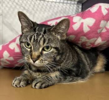Domestic Short Hair Cats Available for Adoption - Katze (senior) | PetCurious