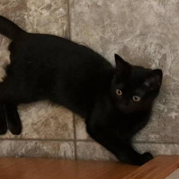 Nyx -  Domestic Short Hair Cat for Adoption in Alma, Wisconsin - Nyx | PetCurious