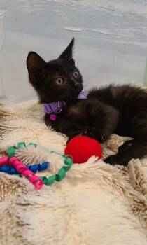 Rescue Domestic Short Hair Cats for Adoption in Fremont, California - RAJAH | PetCurious