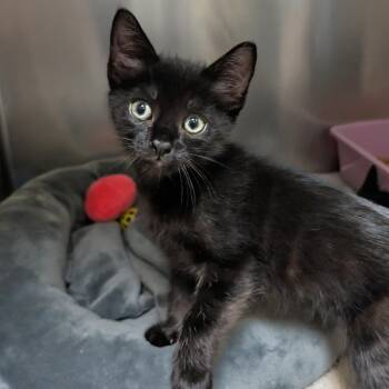 Domestic Short Hair Cats Available for Adoption in Galveston, Texas - Shiva | PetCurious