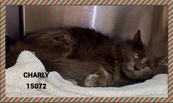 Domestic Long Hair Cats Available for Adoption - CHARLY | PetCurious