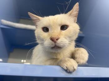 Hikaru -  Siamese and Domestic Short Hair Cat for Adoption in Sunrise, Florida - Hikaru | PetCurious