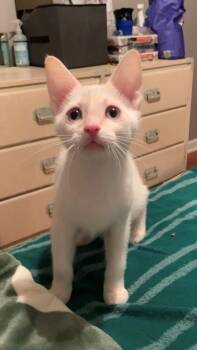Benjamin -  Domestic Short Hair Cat for Adoption in Union Grove, Wisconsin - Benjamin | PetCurious