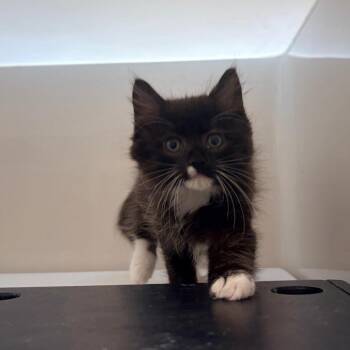 Cooper -  Domestic Short Hair Cat for Adoption in Watertown, New York - Cooper | PetCurious