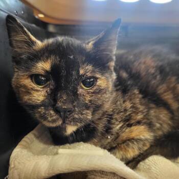 Rescue Domestic Short Hair Cats for Adoption in Windsor, Virginia - Banshee | PetCurious