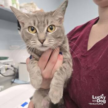 Domestic Short Hair and Tabby Cats Available for Adoption in Washington, District Of Columbia - Storm | PetCurious