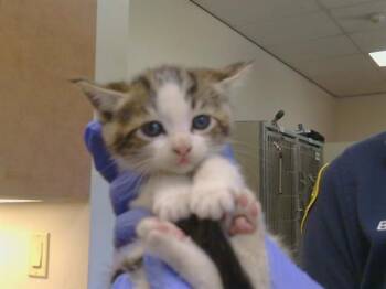 TOOTSIE ROLL -  Domestic Short Hair Cat for Adoption in Sacramento, California - TOOTSIE ROLL | PetCurious