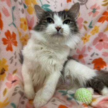 Norwegian Forest Cat and Maine Coon Cats Available for Adoption in Mount Vernon, Illinois - Angelica | PetCurious