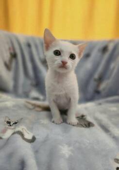 Novel -  Domestic Short Hair Cat for Adoption in Sunrise, Florida - Novel | PetCurious