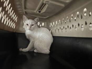 Neptune -  Domestic Short Hair Cat for Adoption in Kansas City, Missouri - Neptune | PetCurious