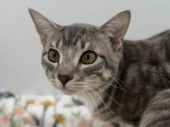 Domestic Short Hair Cats Available for Adoption in Portland, Oregon - Tigger | PetCurious