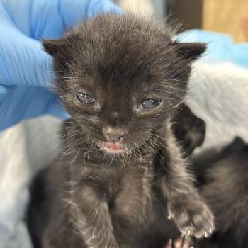 Domestic Short Hair Cats Available for Adoption in Newark, New Jersey - Bossuet | PetCurious