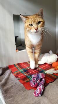 Dallas -  Domestic Short Hair Cat for Adoption in Hutchinson, Minnesota - Dallas | PetCurious