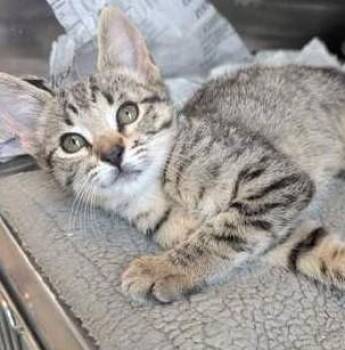 Vega -  Domestic Short Hair Cat for Adoption in Morristown, New Jersey - Vega | PetCurious