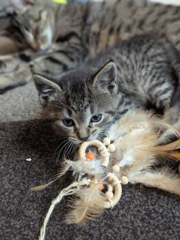 Tabby Cats Available for Adoption in Billerica, Massachusetts - Saoirse | PetCurious