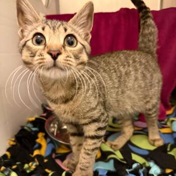 Mowgli -  Domestic Short Hair Cat for Adoption in Council Bluffs, Iowa - Mowgli | PetCurious