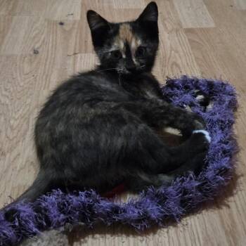 Rescue Domestic Short Hair and Tortoiseshell Cats for Adoption in Omaha, Nebraska - Sandy | PetCurious