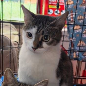 Alice -  Tabby Cat for Adoption in Tehachapi, California - Alice | PetCurious