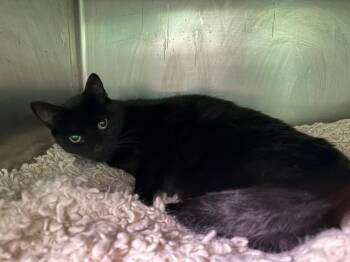 Domestic Short Hair Cats Available for Adoption in Olean, New York - Tortoise | PetCurious
