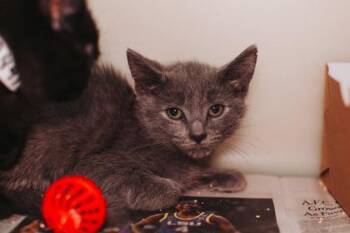 92490a Summer-PetSmart West Ashley -  Domestic Short Hair Cat for Adoption in North Charleston, South Carolina - 92490a Summer-PetSmart West Ashley | PetCurious
