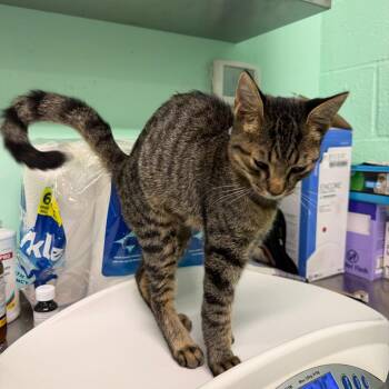 Long John Silver-31077 -  Domestic Short Hair Cat for Adoption in Memphis, Tennessee - Long John Silver-31077 | PetCurious