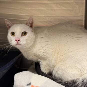 Rocket -  Domestic Short Hair Cat for Adoption in Cody, Wyoming - Rocket | PetCurious