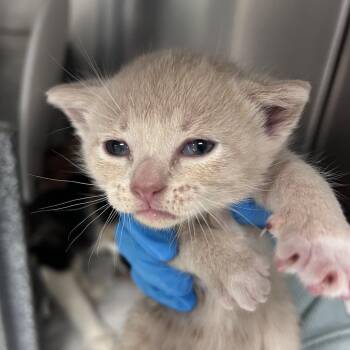 Domestic Short Hair Cats Available for Adoption in Edinburg, Texas - Fluttershy 1 | PetCurious