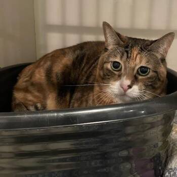 1270-C26 -  Domestic Short Hair Cat for Adoption in Port Charlotte, Florida - 1270-C26 | PetCurious