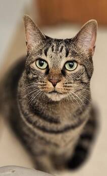 Rescue Domestic Short Hair Cats for Adoption in Whiting, Indiana - Aries | PetCurious