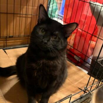 Domestic Short Hair Cats Available for Adoption - Noodle 2 (Nelson Two) | PetCurious