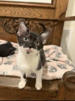 Lenox -  Domestic Short Hair Cat for Adoption in Marietta, Georgia - Lenox | PetCurious