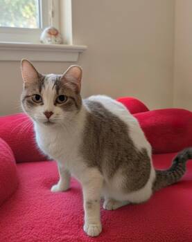 Domestic Short Hair Cats Available for Adoption - Oreo Speedwagon PLIV | PetCurious