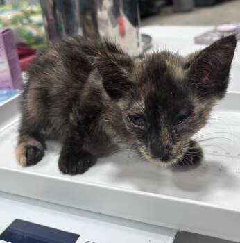 Domestic Short Hair Cats Available for Adoption - Moonshine | PetCurious