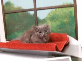 EREN -  Domestic Short Hair Cat for Adoption in Houston, Texas - EREN | PetCurious