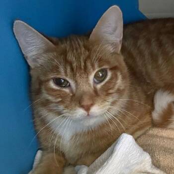 Domestic Short Hair Cats Available for Adoption - Milo & Oliver | PetCurious