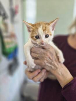 Domestic Short Hair Cats Available for Adoption in Livonia, Michigan - C319 Litter Fergus | PetCurious