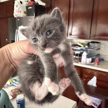 Domestic Short Hair Cats Available for Adoption in Tustin, California - Fluffy | PetCurious