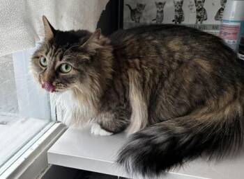Nova -  Domestic Long Hair Cat for Adoption in Salt Lake City, Utah - Nova | PetCurious