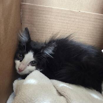 Domestic Medium Hair Cats Available for Adoption in Pasadena, California - Oxidizer | PetCurious
