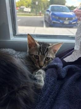 COUPON COLLECTOR -  Domestic Short Hair Cat for Adoption in Leesburg, Virginia - COUPON COLLECTOR | PetCurious