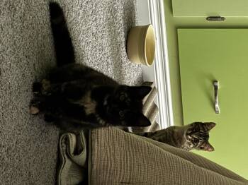 Rescue Domestic Short Hair Cats for Adoption in Buffalo, New York - Lexa | PetCurious