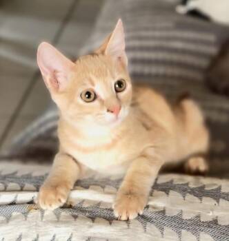 Hugo -  Domestic Short Hair Cat for Adoption in Phoenix, Arizona - Hugo | PetCurious